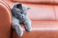 Young cute cat resting on leather sofa. The British Shorthair kitten with blue gray fur Royalty Free Stock Photo