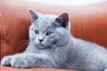 Young cute cat resting on leather sofa. The British Shorthair kitten with blue gray fur Royalty Free Stock Photo