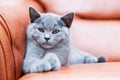 Young cute cat resting on leather sofa. The British Shorthair kitten with blue gray fur Royalty Free Stock Photo