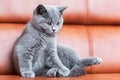 Young cute cat resting on leather sofa. The British Shorthair kitten with blue gray fur Royalty Free Stock Photo