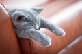 Young cute cat resting on leather sofa. The British Shorthair kitten with blue gray fur Royalty Free Stock Photo