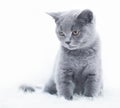 Young cute cat resting on white fur Royalty Free Stock Photo