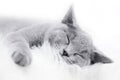 Young cute cat resting on white fur Royalty Free Stock Photo