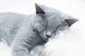 Young cute cat resting on white fur Royalty Free Stock Photo