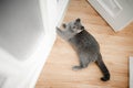 Young cute cat resting on wooden floor.