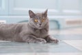 A young cute cat is resting on a wooden floor. British shorthair cat with blue-gray fur and yellow eyes Royalty Free Stock Photo