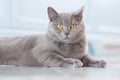 A young cute cat is resting on a wooden floor. British shorthair cat with blue-gray fur and yellow eyes Royalty Free Stock Photo