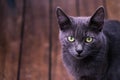 Young cute cat resting on wooden floor Royalty Free Stock Photo