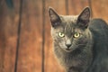 Young cute cat resting on wooden floor. Royalty Free Stock Photo