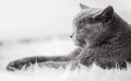 Young cute cat sleeping on cosy white fur. The British Shorthair Royalty Free Stock Photo