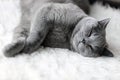 Young cute cat sleeping on cosy white fur. The British Shorthair Royalty Free Stock Photo