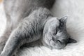 Young cute cat sleeping on cosy white fur. The British Shorthair Royalty Free Stock Photo