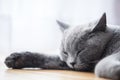 Young cute cat sleeping on wooden floor. The British Shorthair Royalty Free Stock Photo