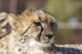 A young cute Cheetah portrait during a safari in a game reserve in South Africa Royalty Free Stock Photo