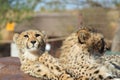 A young cute Cheetah portrait during a safari in a game reserve in South Africa Royalty Free Stock Photo