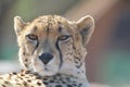 A young cute Cheetah portrait during a safari in a game reserve in South Africa Royalty Free Stock Photo