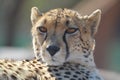 A young cute Cheetah portrait during a safari in a game reserve in South Africa Royalty Free Stock Photo