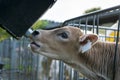 Young cute cow with head through fence sucks on fe