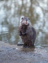 The young cute coypu  nutria   standing on hinder legs Royalty Free Stock Photo