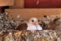 Young cute dove sitting in nest Royalty Free Stock Photo