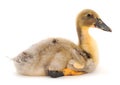 Young cute duckling Royalty Free Stock Photo