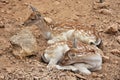 Young cute fallow deer