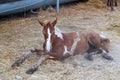 Young cute foal