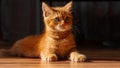 A young cute ginger kitten Royalty Free Stock Photo