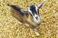 Young cute goat in farm on Wurmberg mountain Harz Germany Royalty Free Stock Photo