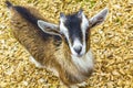 Young cute goat in farm on Wurmberg mountain Harz Germany Royalty Free Stock Photo