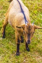 Young cute goat in farm on Wurmberg mountain Harz Germany Royalty Free Stock Photo