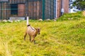 Young cute goat in farm on Wurmberg mountain Harz Germany Royalty Free Stock Photo