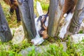 Young cute goat in farm on Wurmberg mountain Harz Germany Royalty Free Stock Photo