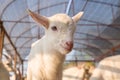 Young cute goat Royalty Free Stock Photo