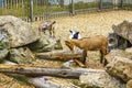 Young cute goats in farm on Wurmberg mountain Harz Germany Royalty Free Stock Photo