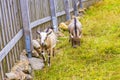 Young cute goats in farm on Wurmberg mountain Harz Germany Royalty Free Stock Photo