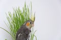 Cockatiel parrot isolated on a white background with green wheat and copy space