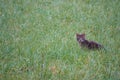A young cute gray domestic cat on the hunt in green dewy grass looking surprised into the lens of the camera