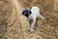 Young cute Kangal puppy as they look with big eyes