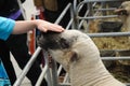 Young cute lamb with gentle hand soft touch