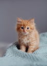 Young cute little red kitty. Long haired ginger kitten play at home. Cute funny home pets. Domestic animal and Young kittens Royalty Free Stock Photo