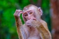 Young cute monkey in the green forest of Thailand. In the pose of a thinker Royalty Free Stock Photo