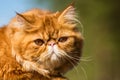 Red Persian cat Portrait with big orange big eyes Royalty Free Stock Photo