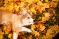 Young red border collie dog playing with leaves in autumn Royalty Free Stock Photo