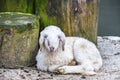 Young cute small baby snow white sheep resting on the sandy floor Royalty Free Stock Photo