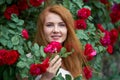 Portrait of a pretty redhead girl dressed in a white light dress on a background of blooming roses. Outdoor Royalty Free Stock Photo