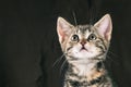 Young cute tabby kitten looks up Royalty Free Stock Photo