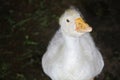 Young White Goose Face Close Up Royalty Free Stock Photo