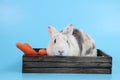 Young cute white and grey easter bunny rabbit in wooden box and carrots with blue background Royalty Free Stock Photo