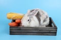 Young cute white and grey easter bunny rabbit in wooden box and carrots and corns with blue background Royalty Free Stock Photo